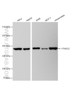YTHDC2 Recombinant monoclonal antibody proteintech 83970-1-RR
