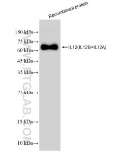 IL-12 p70 Recombinant monoclonal antibody proteintech 82878-2-RR
