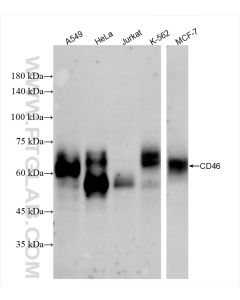CD46 Recombinant monoclonal antibody proteintech 84599-5-RR