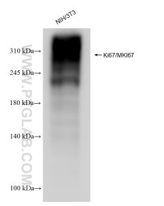 Ki-67 Recombinant monoclonal antibody proteintech 84432-1-RR