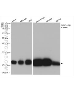 pan RAS Recombinant monoclonal antibody proteintech 81615-1-RR