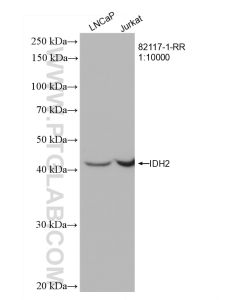 IDH2 Recombinant monoclonal antibody proteintech 82117-1-RR