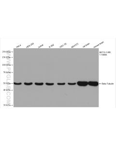 Beta Tubulin Recombinant monoclonal antibody proteintech 80713-1-RR
