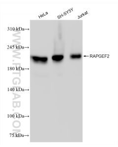 RAPGEF2 Recombinant monoclonal antibody proteintech 84331-4-RR