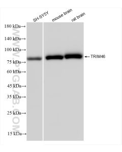 TRIM46 Recombinant monoclonal antibody proteintech 83614-2-RR