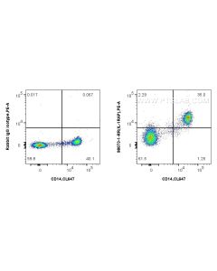 Anti-Human IL-1RAP Rabbit Recombinant Antibody proteintech 98073-1-RR