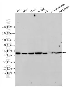 TGF Beta 1 Recombinant monoclonal antibody proteintech 81746-2-RR