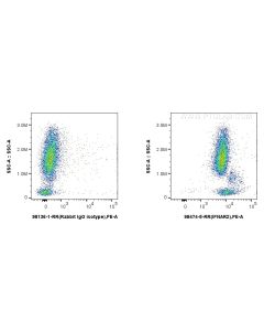 Anti-Human IFNAR2 Rabbit Recombinant Antibody proteintech 98474-5-RR