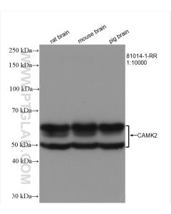 CAMK2D Recombinant monoclonal antibody proteintech 81014-1-RR