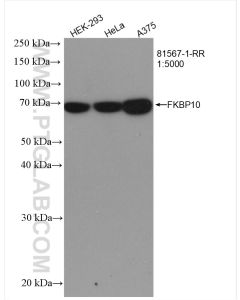 FKBP10/FKBP65 Recombinant monoclonal antibody proteintech 81567-1-RR