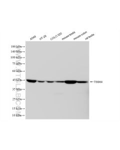 TSSK4 Recombinant monoclonal antibody proteintech 83401-4-RR