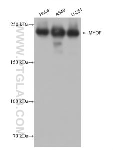 MYOF Recombinant monoclonal antibody proteintech 82917-2-RR
