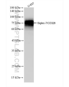 Siglec-7/CD328 Recombinant monoclonal antibody proteintech 84253-4-RR