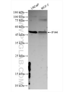 IFI44 Recombinant monoclonal antibody proteintech 83424-1-RR
