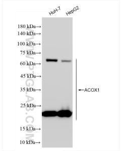 ACOX1 Recombinant monoclonal antibody proteintech 83731-1-RR