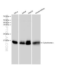 Cytochrome c Recombinant monoclonal antibody proteintech 83276-1-RR