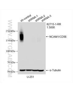 NCAM1/CD56 Recombinant monoclonal antibody proteintech 82715-1-RR