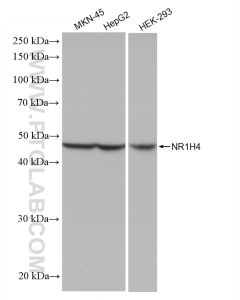 NR1H4 Recombinant monoclonal antibody proteintech 81820-2-RR