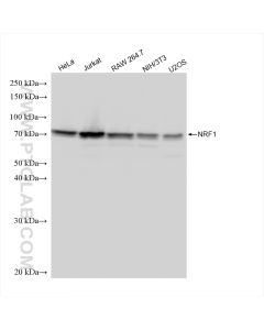 NRF1/nuclear respiratory factor 1 Recombinant monoclonal antibody proteintech 83092-1-RR