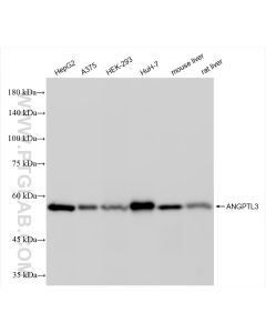 ANGPTL3 Recombinant monoclonal antibody proteintech 86193-1-RR