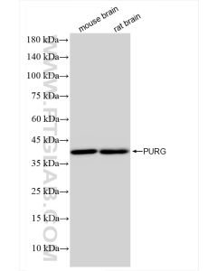 PURG Recombinant monoclonal antibody proteintech 84399-3-RR