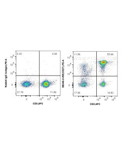 Anti-Human CD27 Rabbit Recombinant Antibody proteintech 98346-3-RR