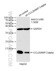 CCL20/MIP-3 alpha Recombinant monoclonal antibody proteintech 84413-3-RR