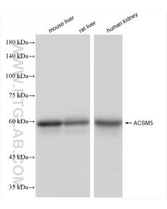 ACSM5 Recombinant monoclonal antibody proteintech 84444-1-RR