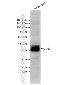 CD53 Recombinant monoclonal antibody proteintech 85838-3-RR