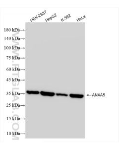 Annexin V Recombinant monoclonal antibody proteintech 83929-1-RR