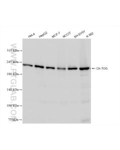 Ch-TOG Recombinant monoclonal antibody proteintech 84285-3-RR