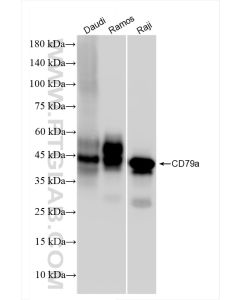 CD79a Recombinant monoclonal antibody proteintech 84236-4-RR