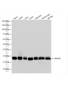 RAB1B Recombinant monoclonal antibody proteintech 83687-4-RR