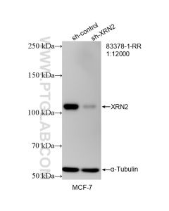 XRN2 Recombinant monoclonal antibody proteintech 83378-1-RR