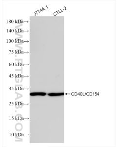 CD40L/CD154 Recombinant monoclonal antibody proteintech 83884-3-RR