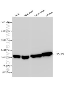 NPEPPS Recombinant monoclonal antibody proteintech 84230-4-RR