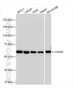 DARS2 Recombinant monoclonal antibody proteintech 85691-2-RR