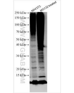 ubiquitin Recombinant monoclonal antibody proteintech 80992-1-RR