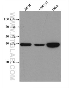 MAP2K3 Recombinant monoclonal antibody proteintech 80137-1-RR