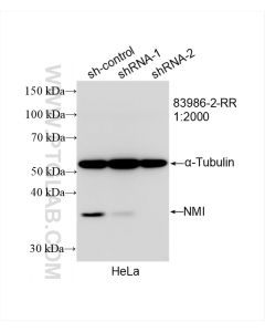 NMI Recombinant monoclonal antibody proteintech 83986-2-RR