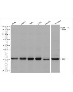HO-1 Recombinant monoclonal antibody proteintech 81281-1-RR