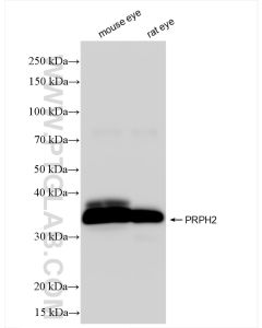 PRPH2 Recombinant monoclonal antibody proteintech 85043-1-RR