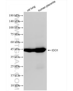 IDO1 Recombinant monoclonal antibody proteintech 84063-3-RR
