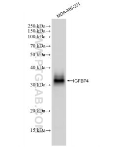 IGFBP4 Recombinant monoclonal antibody proteintech 83200-3-RR