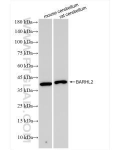 BARHL2 Recombinant monoclonal antibody proteintech 83596-4-RR