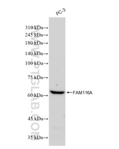 FAM116A Recombinant monoclonal antibody proteintech 83473-3-RR