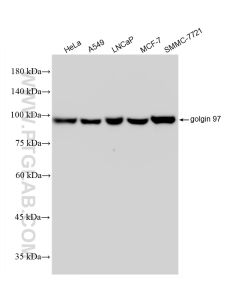 golgin 97 Recombinant monoclonal antibody proteintech 83009-4-RR