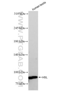 HSL Recombinant monoclonal antibody proteintech 84540-1-RR