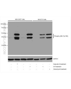 Phospho-JNK (Tyr185) Recombinant monoclonal antibody proteintech 80024-1-RR