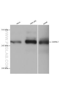 GARNL1 Recombinant monoclonal antibody proteintech 82971-1-RR